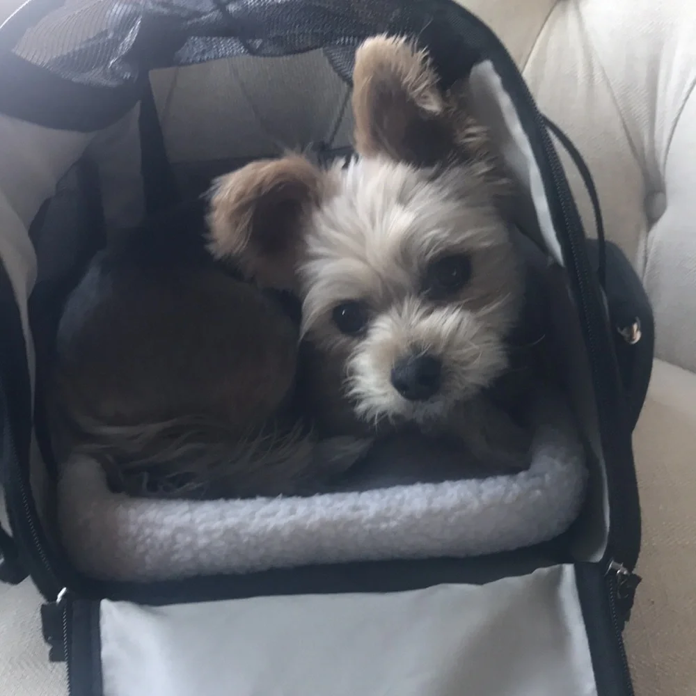 Airline Compatible Pet Carrier (Southwest)